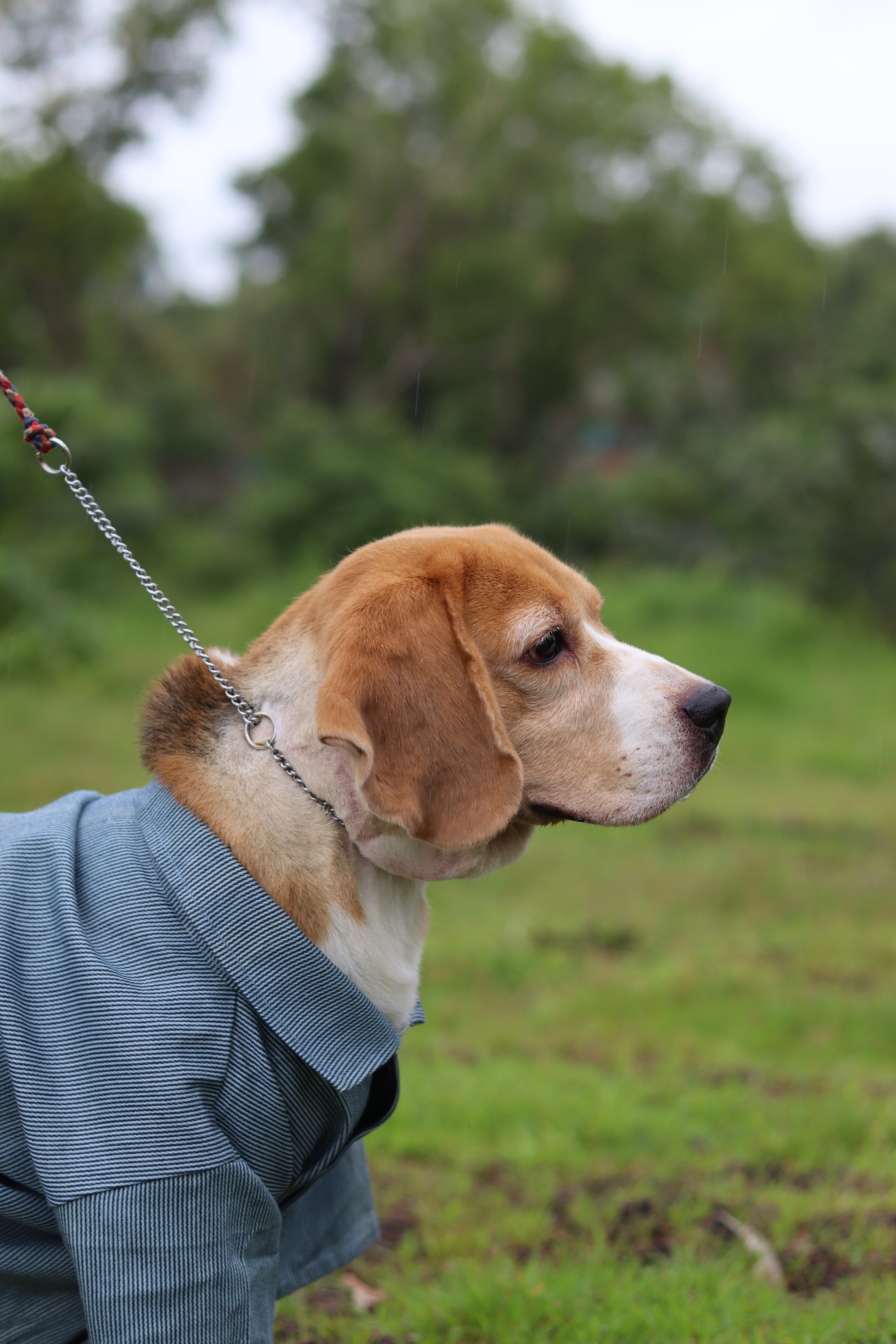 The Dapper Pup Shirt