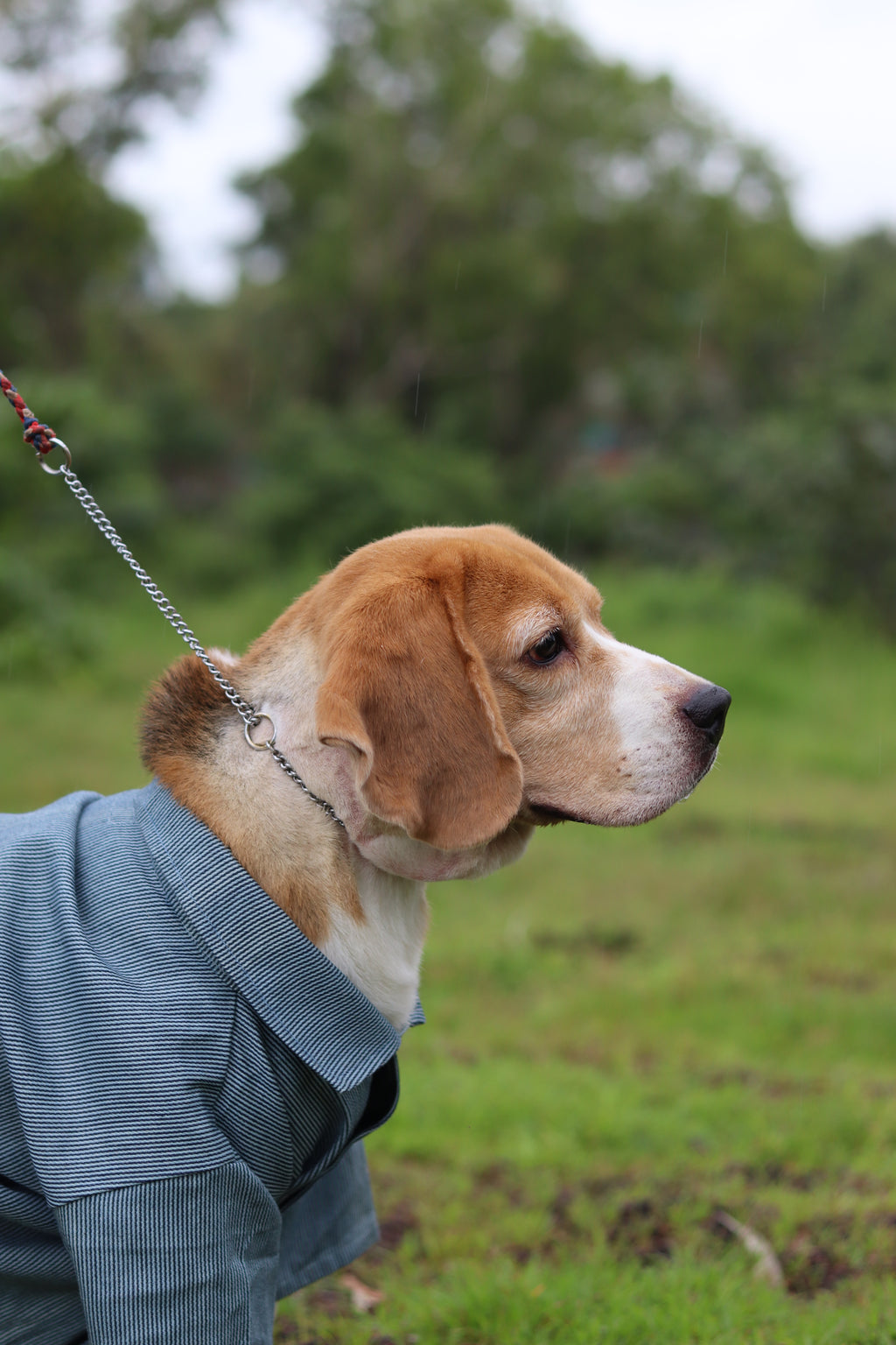 The Dapper Pup Shirt