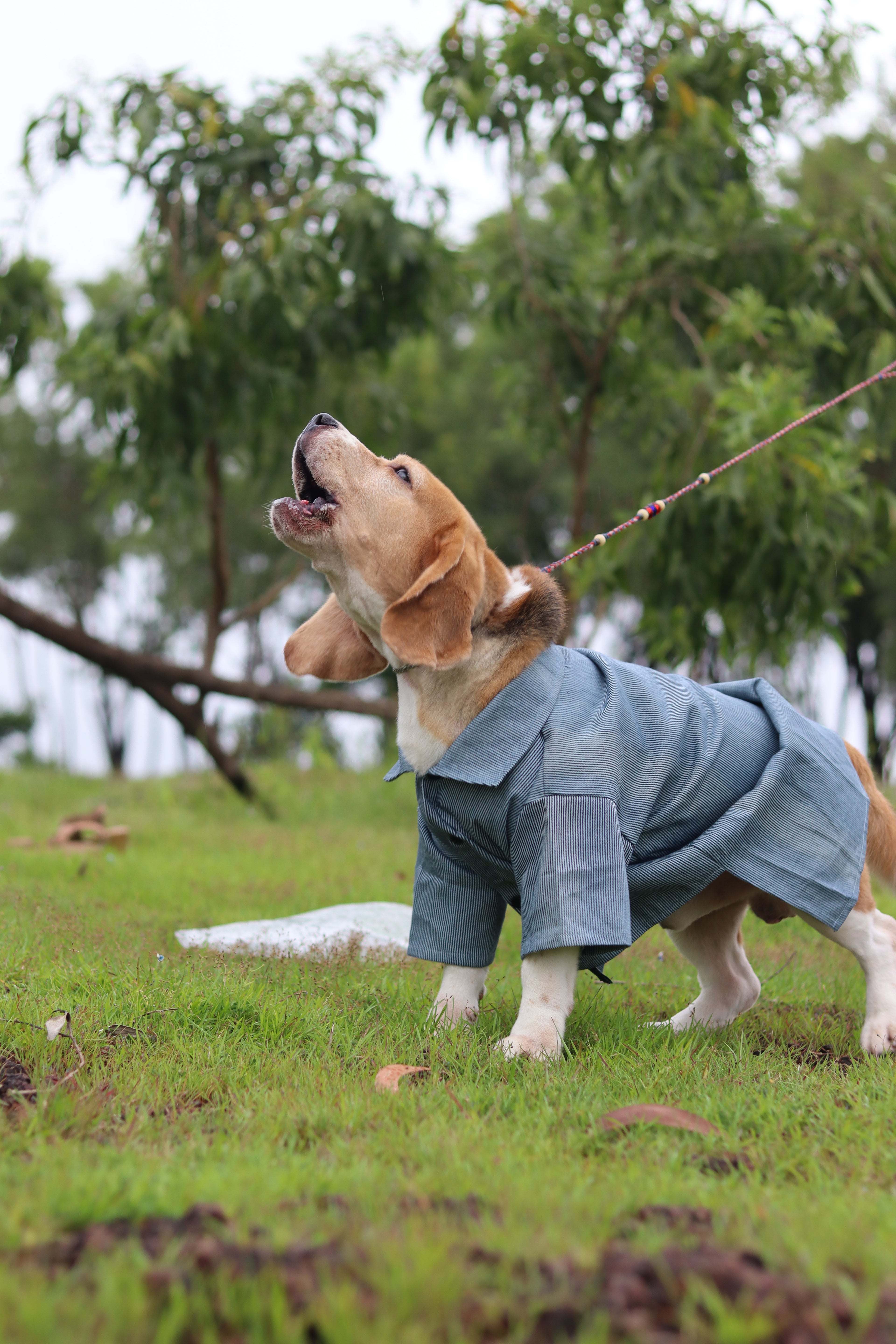 The Dapper Pup Shirt